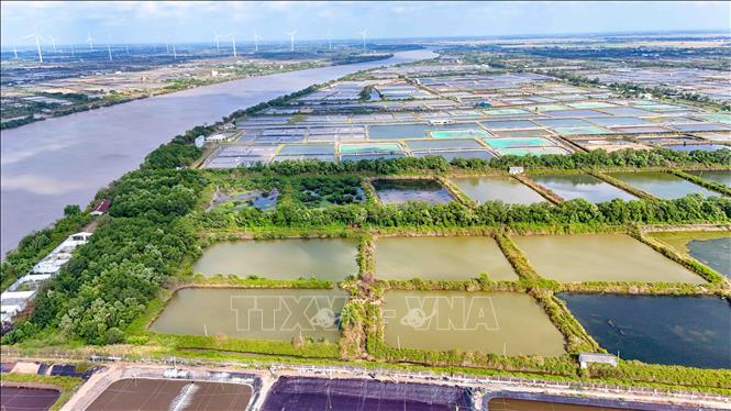 Với diện tích 280 ha, giá trị xuất khẩu tôm mang lại cho Công ty Cổ phần Thủy sản sạch Việt Nam đạt 100 - 120 triệu USD/năm. Ảnh: Thanh Liêm - TTXVN