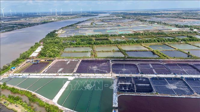 Với diện tích 280 ha, giá trị xuất khẩu tôm mang lại cho Công ty Cổ phần Thủy sản sạch Việt Nam đạt 100 - 120 triệu USD/năm. Ảnh: Thanh Liêm - TTXVN