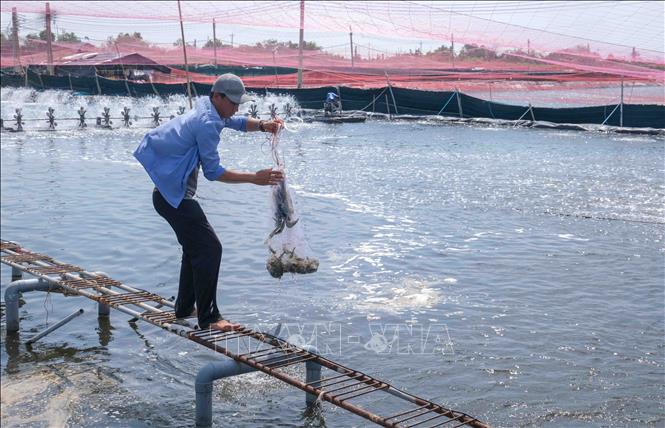 Công nhân làm việc trong trang trại tôm nước lợ của Công ty Cổ phần Thủy sản sạch Việt Nam. Ảnh: Thanh Liêm - TTXVN