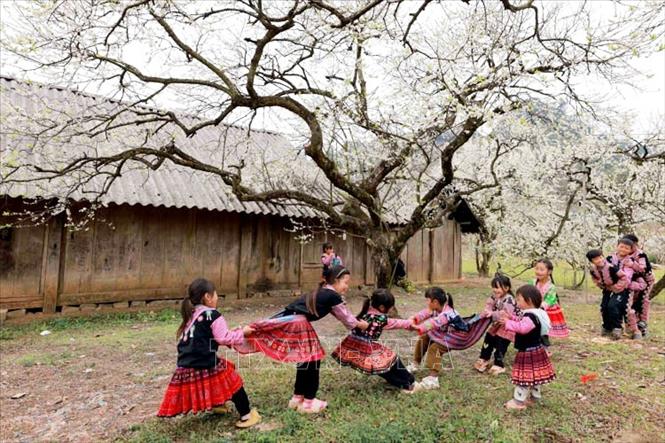 Thiếu nhi dân tộc Mông (Sơn La) vui chơi dưới những cây mận đang thi nhau đua nở hoa trắng xóa. Ảnh: Quang Quyết - TTXVN