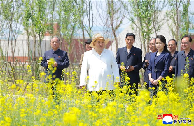 Nhà lãnh đạo Triều Tiên Kim Jong Un thị sát khu phức hợp nhà kính Sinuiju tại tỉnh Bắc Pyongan ngày 31/5/2026. Ảnh: Yonhap/TTXVN