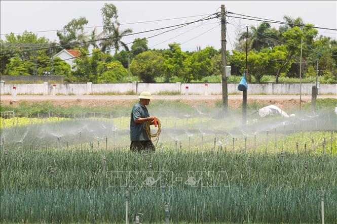 Người dân xã Quỳnh Anh (Nghệ An) kéo thêm dây điện để vận hành máy nổ, phục vụ việc tưới nước cho những diện tích hành hoa giữa thời tiết nắng gay gắt. Ảnh: Xuân Tiến - TTXVN 