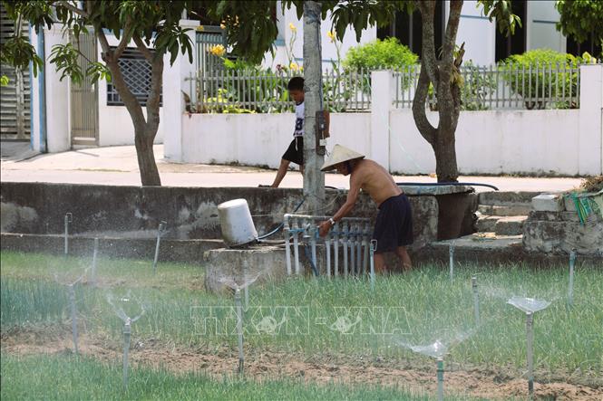 Nhiều ngày qua, người dân xã Quỳnh Anh (Nghệ An) phải túc trực bên máy bơm để luân phiên tưới nước cho diện tích hành hoa chuẩn bị cho thu hoạch. Ảnh: Xuân Tiến - TTXVN 