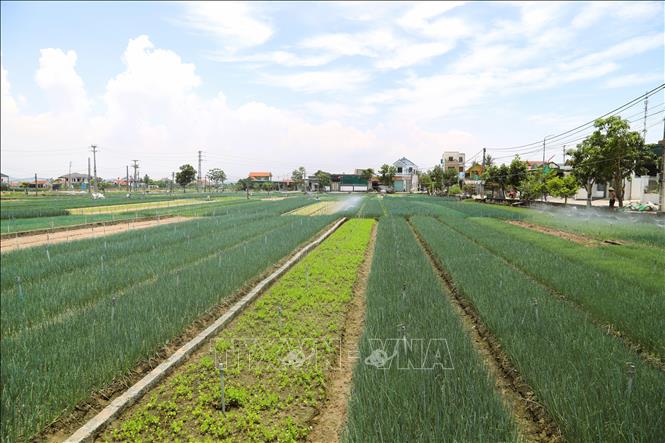 Diện tích chuyên canh rau màu trên đất cát pha tơi xốp tại xã Quỳnh Anh (Nghệ An). Ảnh: Xuân Tiến - TTXVN 