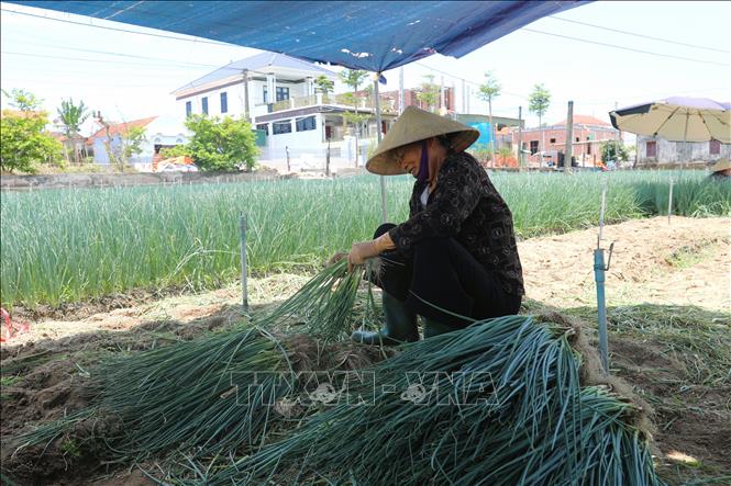 Người nông dân phân loại, sơ chế hành hoa sau khi thu hoạch. Ảnh: Xuân Tiến - TTXVN 
