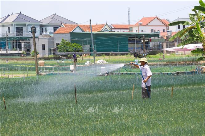 Những ngày mất điện lưới không vận hành được giàn phun tia nước, nông dân phải dùng vòi bơm vận hành bằng máy nổ để tưới nước cho diện tích trồng hành hoa. Ảnh: Xuân Tiến - TTXVN 