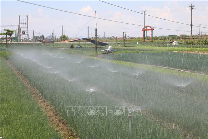 Dàn phun tia nước vận hành hết công suất liên tục cung cấp nước tưới cho các diện tích hành hoa chuẩn bị cho thu hoạch. Ảnh: Xuân Tiến - TTXVN 
