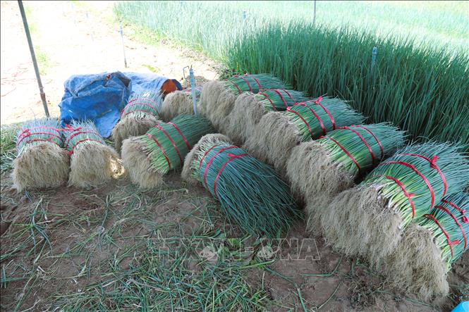 Những bó hành hoa được buộc gọn gàng chờ thương lái mang đi tiêu thụ. Ảnh: Xuân Tiến - TTXVN 