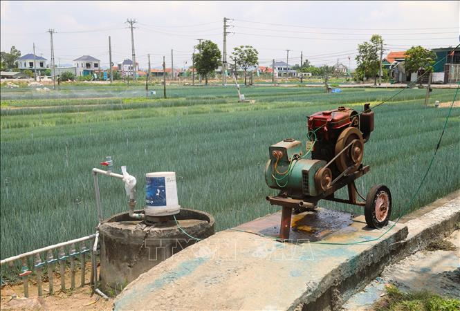Vùng chuyên canh rau màu của xã Quỳnh Anh (Nghệ An) hiện có hàng trăm giếng khơi phục vụ cung cấp nước tưới cho rau màu. Ảnh: Xuân Tiến - TTXVN 