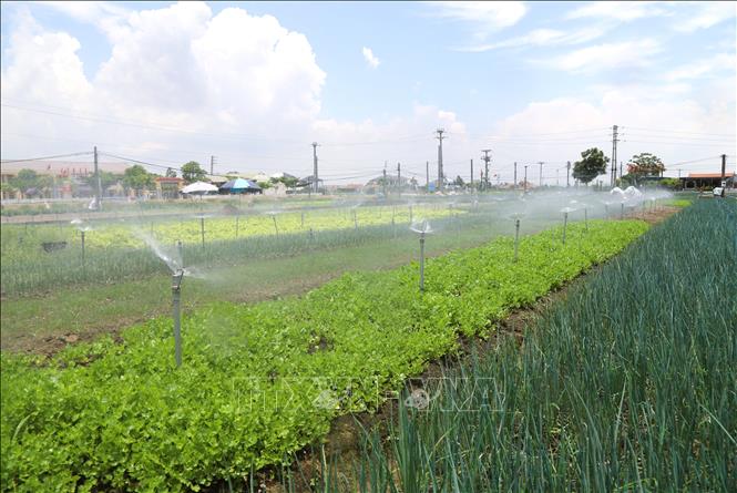 Nông dân tưới nước mát cho diện tích rau màu bằng hệ thống giàn phun tia nước. Ảnh: Xuân Tiến - TTXVN