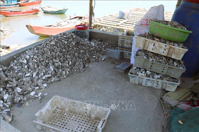 Phía trong một điểm sơ chế hàu là những khay đựng vỏ hàu và những đống vỏ hàu nằm ngổn ngang. Ảnh: Xuân Tiến - TTXVN 
