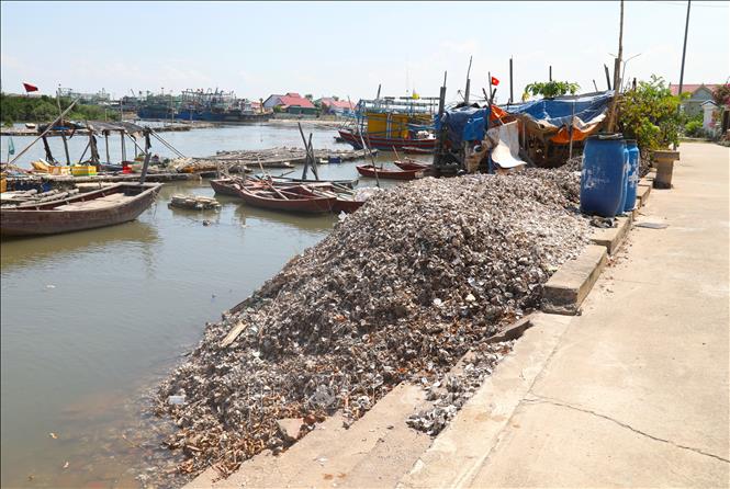 Khối lượng lớn vỏ hàu được đổ trực tiếp xuống sông Hoàng Mai (tỉnh Nghệ An) đe dọa môi trường sinh thái, tiềm ẩn nguy cơ mất an toàn giao thông đường thủy đối với tàu, thuyền của ngư dân. Ảnh: Xuân Tiến - TTXVN 