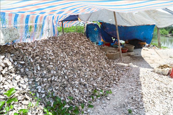 Hàng tấn vỏ hàu chất đống tại một điểm khai thác, sơ chế ruột hàu gần cảng cá Lạch Cờn (tỉnh Nghệ An). Ảnh: Xuân Tiến - TTXVN 