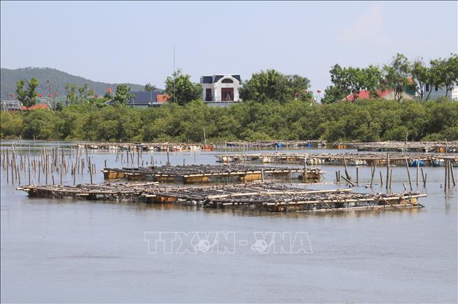 Thượng nguồn sông Hoàng Mai (tỉnh Nghệ An), hệ thống lồng bè nuôi hàu và vô số cọc được đóng chi chít trên mặt sông. Ảnh: Xuân Tiến - TTXVN 