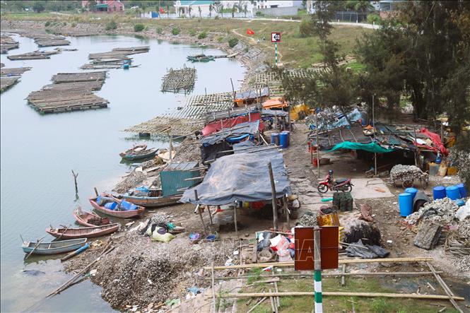 Những lều lán tạm bợ được người dân địa phương dựng tạm bên các dòng sông, gần khu vực nuôi hàu để tiện thu hoạch, gỡ ruột hàu và đổ vỏ hàu, xả thải nước bẩn xuống lòng sông. Ảnh: Xuân Tiến - TTXVN 