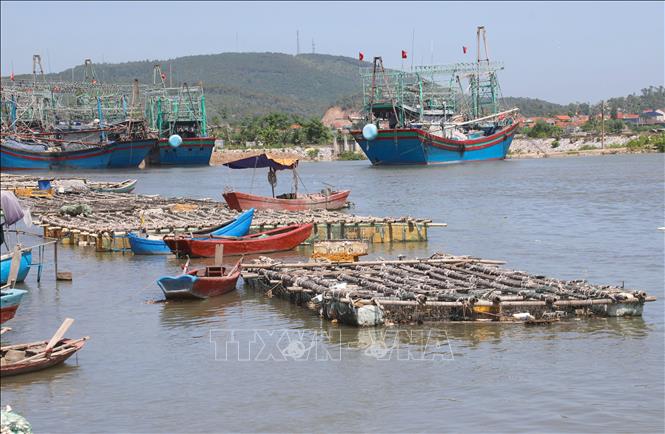 Tràn lan tình trạng nuôi hàu trái phép, không đúng quy hoạch trên sông xảy ra trên địa bàn xã Quỳnh Phú (tỉnh Nghệ An). Ảnh: Xuân Tiến - TTXVN 