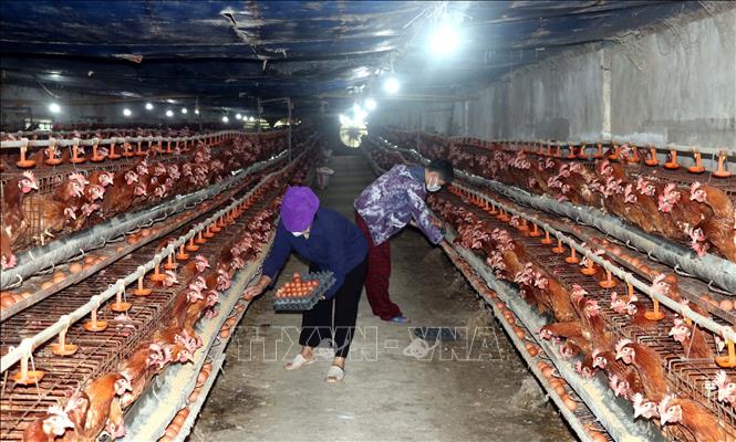 The model of raising egg-laying chickens using biosafety practices by Mr. Phan Tien Quan's family in Viet Tien commune, Hung Yen province, provides a stable income. VNA Photo