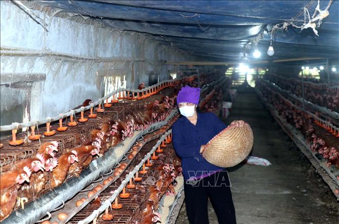 The enclosed multi-story barn system helps Mr. Phan Tien Quan's farm in Viet Tien commune, Hung Yen province, proactively prevents disease outbreaks. VNA Photo