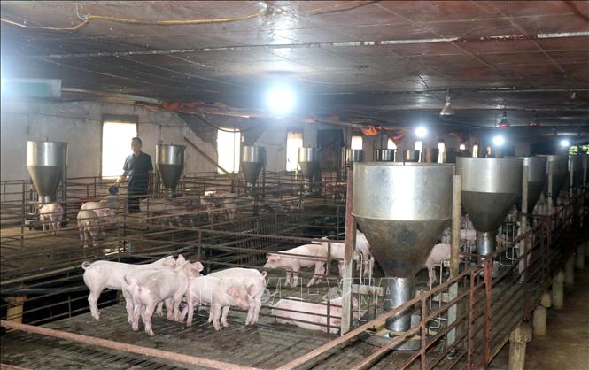 Automatic feeding system and well-ventilated floor in the enclosed pig farm of Mr. Nguyen Van Ve's family, Viet Tien commune, Hung Yen province. VNA Photo