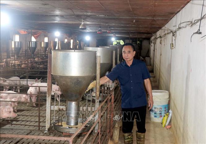Automatic feeding system and well-ventilated floor in the enclosed pig farm of Mr. Nguyen Van Ve's family, Viet Tien commune, Hung Yen province. VNA Photo
