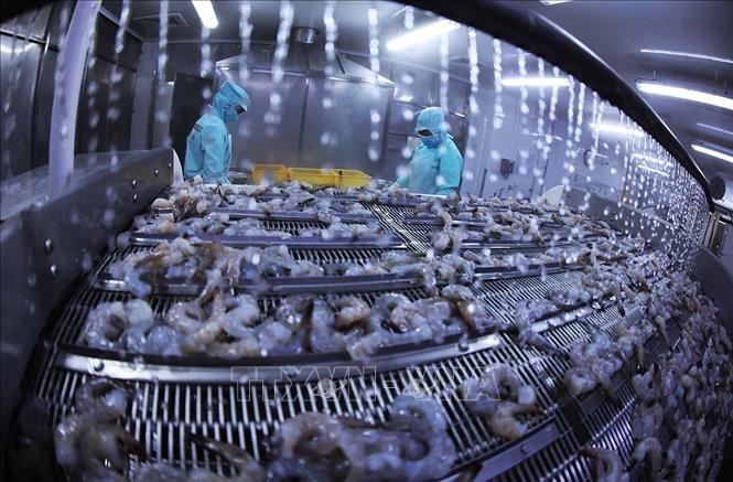Shrimp products are frozen using IQF (Individual Quick Freezing) technology, ensuring export standards, at the Minh Phu Seafood Group's factory in Ly Van Lam ward, Ca Mau province. VNA Photo