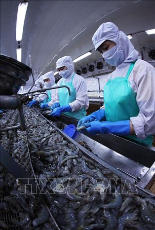 Processing shrimp for export at the Minh Phu Seafood Group's factory in Ly Van Lam ward, Ca Mau province. VNA Photo