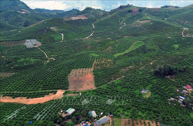 Vùng trồng mận hậu và cây ăn quả trên địa bàn xã biên giới Lóng Phiêng, tỉnh Sơn La. Ảnh: Quang Quyết - TTXVN