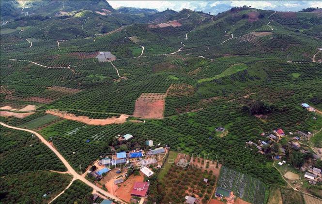 Vùng trồng mận hậu và cây ăn quả trên địa bàn xã biên giới Lóng Phiêng, tỉnh Sơn La. Ảnh: Quang Quyết - TTXVN