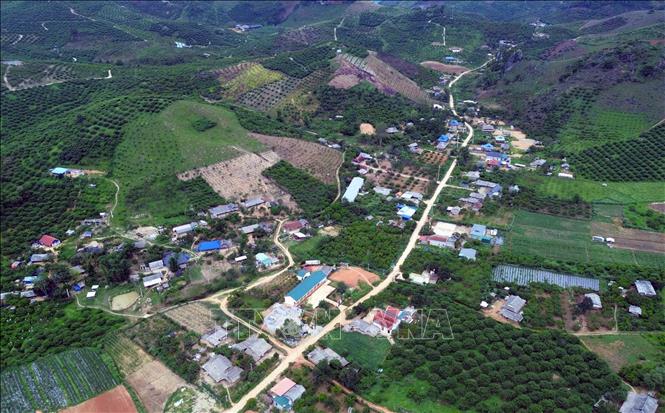 Vùng trồng mận hậu và cây ăn quả trên địa bàn xã biên giới Lóng Phiêng, tỉnh Sơn La. Ảnh: Quang Quyết - TTXVN