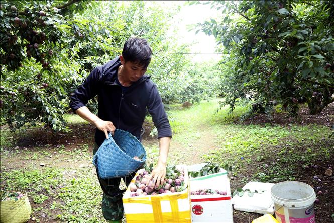 Đóng gói mận hậu để mang đi tiêu thụ tại hợp tác xã Khánh Dương, bản Yên Thi, xã Lóng Phiêng, tỉnh Sơn La. Ảnh: Quang Quyết - TTXVN
