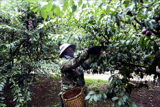 Thu hoạch mận hậu để mang đi tiêu thụ tại hợp tác xã Khánh Dương, bản Yên Thi, xã Lóng Phiêng, tỉnh Sơn La. Ảnh: Quang Quyết - TTXVN