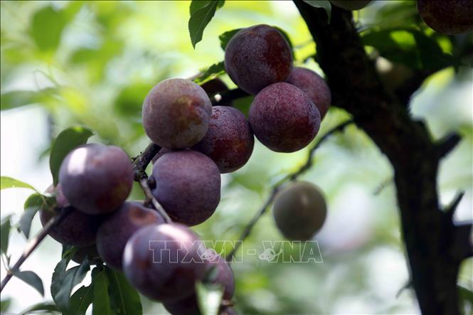 Nhờ áp dụng khoa học kỹ thuật vào sản xuất, quả mận hậu của hợp tác xã Khánh Dương đạt trọng lượng từ 20 - 22 quả/kg trở xuống, có chất lượng cao, giúp tiêu thụ tốt hơn. Ảnh: Quang Quyết - TTXVN