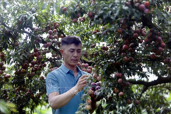 Giám đốc hợp tác xã Khánh Dương Trần Văn Thực kiểm tra chất lượng của quả mận hậu trước khi cung ứng ra thị trường. Ảnh: Quang Quyết - TTXVN