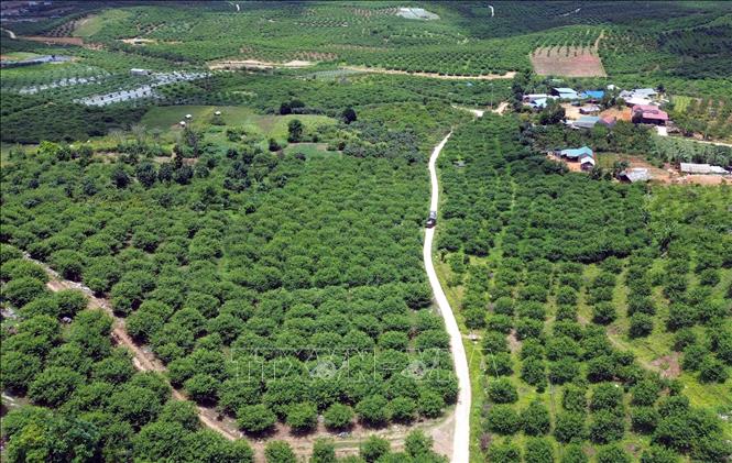 Vùng liên kết sản xuất mận hậu của hợp tác xã Khánh Dương, bản Yên Thi, xã Lóng Phiêng, tỉnh Sơn La. Ảnh: Quang Quyết - TTXVN