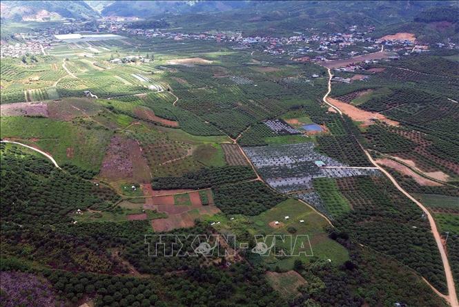 Vùng trồng mận hậu và cây ăn quả trên địa bàn xã biên giới Lóng Phiêng, tỉnh Sơn La. Ảnh: Quang Quyết - TTXVN