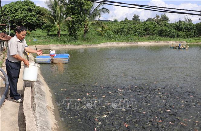 Ông Chuyền cho cá ăn. Ảnh: Đinh Hương - TTXVN