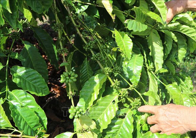 Nhờ chăm sóc kỹ, ứng dụng khoa học kỹ thuật nên những cây cà phê của gia đình ông Chuyền luôn trĩu quả. Ảnh: Đinh Hương - TTXVN
