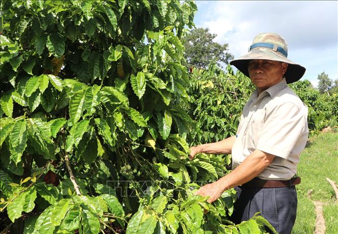 Ông Chuyền bên vườn cà phê của gia đình. Ảnh: Đinh Hương - TTXVN