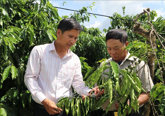 Ông Chuyền (phari) luôn sẵn sàng hướng dẫn, chuyển giao kỹ thuật cho những người xung quanh. Ảnh: Đinh Hương - TTXVN