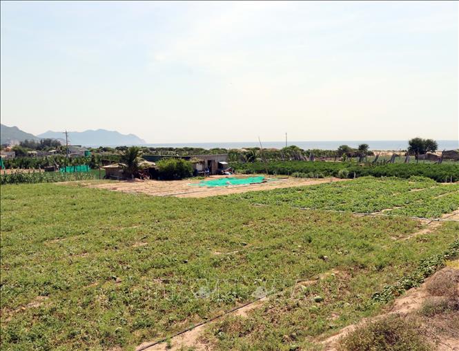 Nông dân ở xã Vĩnh Hải chuyển đổi trồng cây ngắn ngày trên vùng đất không chủ động nước tưới vụ hè thu. Ảnh: Công Thử - TTXVN