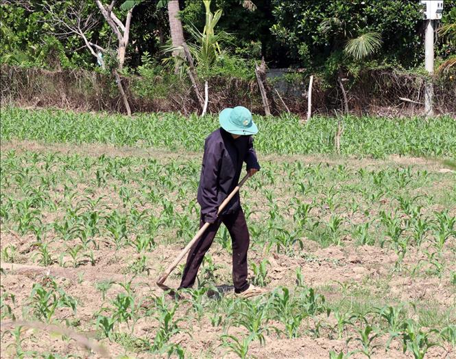 Nông dân ở xã Phước Dinh chuyển đổi đất lúa không chủ động sang trồng cây ngắn ngày ở vụ hè thu. Ảnh: Công Thử - TTXVN