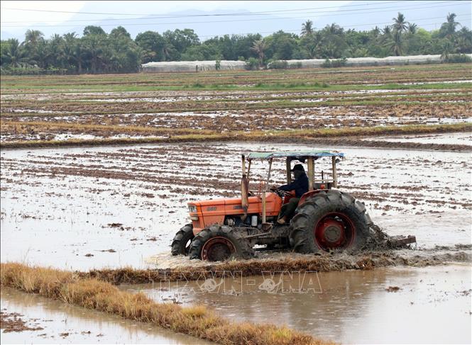 Nông dân ở xã Ninh Phước làm đất để gieo cấy vụ hè thu ở vùng chủ động nước tưới kênh Nam. Ảnh: Công Thử - TTXVN