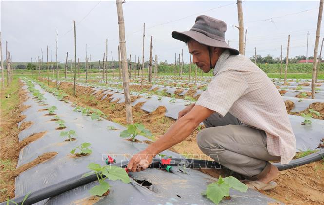 Nông dân Quảng Ngãi áp dụng tưới tiết kiệm cho cây trồng. Ảnh: Phạm Cường-TTXVN
