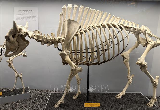 Nguyên bộ xương bò rừng Bison châu Mỹ được trưng bày tại Bảo tàng Lịch sử Tự nhiên Quốc gia Mỹ. Ảnh: Ngọc Quang - PV TTXVN tại Mỹ