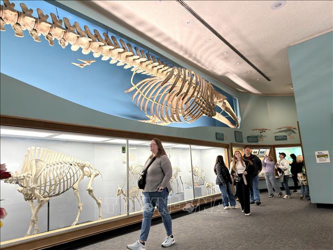 Phòng Trưng bày Xương (Bone Hall) nổi tiếng tại Bảo tàng Lịch sử Tự nhiên Quốc gia Mỹ. Ảnh: Ngọc Quang - PV TTXVN tại Mỹ