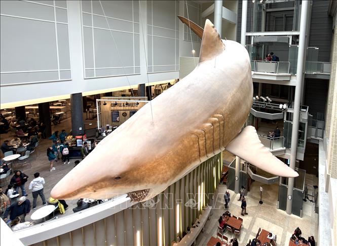 Mô hình cá mập Megalodon thời tiền sử là điểm nhấn nổi bật tại Bảo tàng Lịch sử Tự nhiên Quốc gia Mỹ. Đây là bản sao kích thước thật của một cá thể cái trưởng thành, dài khoảng 15,8 mét. Ảnh: Ngọc Quang - PV TTXVN tại Mỹ
