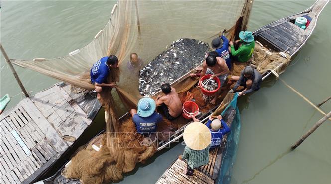 Dỡ chà là phương thức đánh bắt thủy sản thuận thiên, vừa khai thác, vừa gắn với bảo tồn và tái tạo người lợi thủy sản. Ảnh: Nhựt An - TTXVN