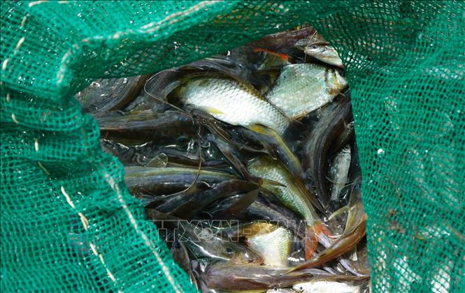Người dân dỡ chà, bắt được nhiều loại cá. Ảnh: Nhựt An - TTXVN