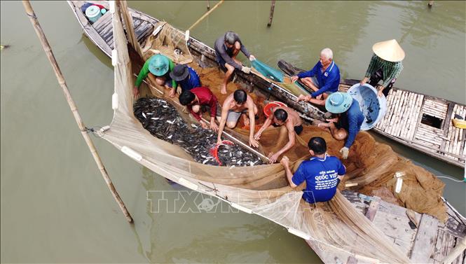 Người dân dỡ chà, bắt được nhiều loại cá. Ảnh: Nhựt An - TTXVN