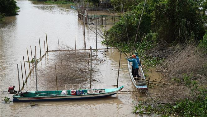 Người dân chất chà trên tuyến kênh thuộc xã Thường Phước (tỉnh Đồng Tháp). Ảnh: Nhựt An - TTXVN
